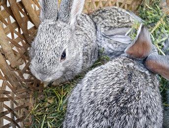 《街头霸王6》正式公布新角色宣传片：金佰莉和韩蛛俐